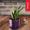 A snake plant in a purple pot with a saucer, set against a brick wall and wooden floor. Podgląd zdjęcia produktu