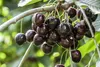 Kordia sehr große dunkle Süßkirsche Kirschbaum als Produktbild-Vorschau 1