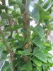 Hedera helix Erecta - Efeu Erecta - 60-80cm Produktbild-Vorschau 3