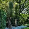 Graines exotiques - Lot de 5 - Robuste - Yucca Filifera - Voir les images du produit 4