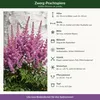 Stauden Gänge 3 x Astilbe chinensis pumila im 0,5 Liter Produktbild-Vorschau 9