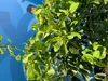 Sunny Tree - Limettenbaum große 180 Zentimeter - Citrus Produktbild-Vorschau 2