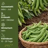 GardenTaurus® Buschbohne Delinel (Filetbohne), Inhalt: 1kg, Produktbild-Vorschau 5