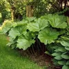 6 x Schildblatt - Darmera peltata  | Topf 9cm x 9cm Produktbild-Vorschau 2