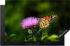 KitchenYeah© Herdabdeckplatte Blumen - Schmetterling - Produktbild-Vorschau 1