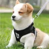 A puppy wearing a black harness sits on green grass. Podgląd zdjęcia produktu