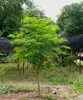 Moringa (Moringa oleifera)  - 10 semi Anteprima dell’immagine prodotto 6