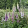 6 x náprstník  - Digitalis purpurea 'Gloxiniiflora'  | Náhled obrázku produktu 1