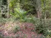 Chinesische Fächerpalme (Trachycarpus fortunei)  - 20 Samen Produktbild-Vorschau 5