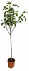 Ficus carica Fiorone Bianco Feigenbaum 180–200 cm XXL Produktbild-Vorschau 4
