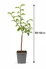 Pommier 'Jonagold' : 100-120 cm – *Malus domestica*, pomme Voir les images du produit 5