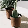 Two potted plants, a cactus and a leafy plant, sit on a light-colored surface in the sunlight. Náhled obrázku produktu