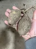 Meerjarige Stephania Erecta Wortelstok - Tuinverfraaiing Productafbeelding-voorbeeld 2
