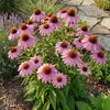 Bloomique - Zestaw 6 szt. - Echinacea Purpurea - Jeżówka - Podgląd zdjęcia produktu 1