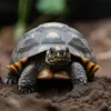 Aventerra Sweden TESTUDO Baby 4l - substrato per giovani Anteprima dell’immagine prodotto 5