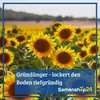 Dürr-Samen - Gründüngung Bunte Mischung 50 g - Saatgut - Produktbild-Vorschau 3