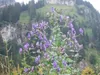 Aconitum napellus, Eisenhut, tiefblau, ca. 11x11 cm Topf Produktbild-Vorschau 12