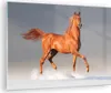 Bilder auf glas - Tiere Pferd Galopp Geschwindigkeit - Produktbild-Vorschau 1