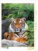 CALVENDO Puzzle Ein Motiv aus dem Kalender Der Tiger - ein Produktbild-Vorschau 2