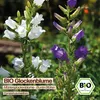 Samenliebe  Glockenblume Samen | Marienglockenblume - Produktbild-Vorschau 4