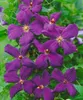Clematis viticella 'Polish Spirit', violett, 80–100 cm Produktbild-Vorschau 4
