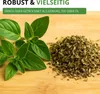 Oregano Mehrjährig Samen - Origanum vulgare - Oreganosamen Produktbild-Vorschau 7