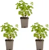 Bloomique - Zestaw 3 szt. - Melissa Officinalis - Melisa Podgląd zdjęcia produktu 2