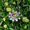 Bloomique - 2er-Set - Passiflora Caerulea - Passionsblume - Produktbild-Vorschau 3