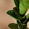 Bloomique - Ficus Lyrata Bambino - Geigenfeige - Produktbild-Vorschau 3