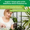 Purgrün Hanfpalmen Dünger | Flüssigdünger für Wachstum | 1L Produktbild-Vorschau 7