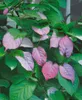 Actinidia kolomikta, Kiwi, dekoratives Laub, 60–100 cm Produktbild-Vorschau 9
