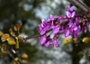 SAFLAX - Liebesbaum / Herzbaum - 60 Samen - Cercis Produktbild-Vorschau 4
