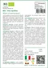 SAFLAX  -- Erba cipollina - 250 semi - Allium Anteprima dell’immagine prodotto 3