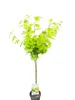 Acer shirasawanum 'Jordan' 130–140 cm | Japanischer Produktbild-Vorschau 1