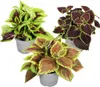 Koleus Blumego - 3 szt - Plectranthus scutellarioides - Podgląd zdjęcia produktu 1