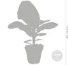 Bloomique - Musa Dwarf Cavendish - Bananier d’intérieur - Voir les images du produit 4