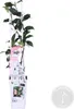 Trachelospermum Jasminoides - Toskanischer Jasmin - Rosa - Produktbild-Vorschau 2