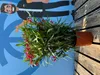 A potted oleander plant with pink flowers is placed on a wooden deck, with a blue background featuring a cartoon illustration of a person. Produktbild-Vorschau