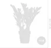 Bloomique - Zestaw 2 szt. - Zamioculcas Zamiifolia - Palma Podgląd zdjęcia produktu 6