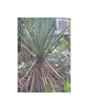10x Yucca faxoniana Faxon Yucca Garten Pflanzen - Samen Produktbild-Vorschau 7