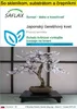 SAFLAX Kultivačný set - Japonský čerešňový kvet - Prunus Náhľad obrázku produktu 1