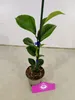 Sada 3 kamélií - Camellia japonica 'Kramer's Supreme', Náhľad obrázku produktu 7