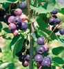 Felsenbirne ´PRINCE WILLIAM´ (Amelanchier) 30-40 cm, Cont. Produktbild-Vorschau 2