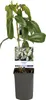 GreenboutiQ - Kletterpflanze - Clematis armandii - Blüte Produktbild-Vorschau 2