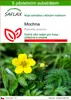 SAFLAX - mochna - Potentilla anserina - 20 Semena - S Náhled obrázku produktu 1