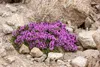 Stauden Gänge 3 x Thymus praecox 'Red Carpet‘ - Roter Produktbild-Vorschau 4