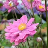 6 x Herbst Anemone  - Anemone hybride 'Pamina'  | Topf 9cm Produktbild-Vorschau 2