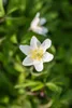 Anemone nemorosa, Buschwindröschen, weiß, ca. 9x9 cm Topf Produktbild-Vorschau 4