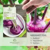 Lila Kohlrabi Samen (Milan Purple, 300 Korn) - Kohlrabi Produktbild-Vorschau 2