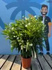 A potted plant is displayed in front of a blue background with a cartoon illustration of a man. Podgląd zdjęcia produktu